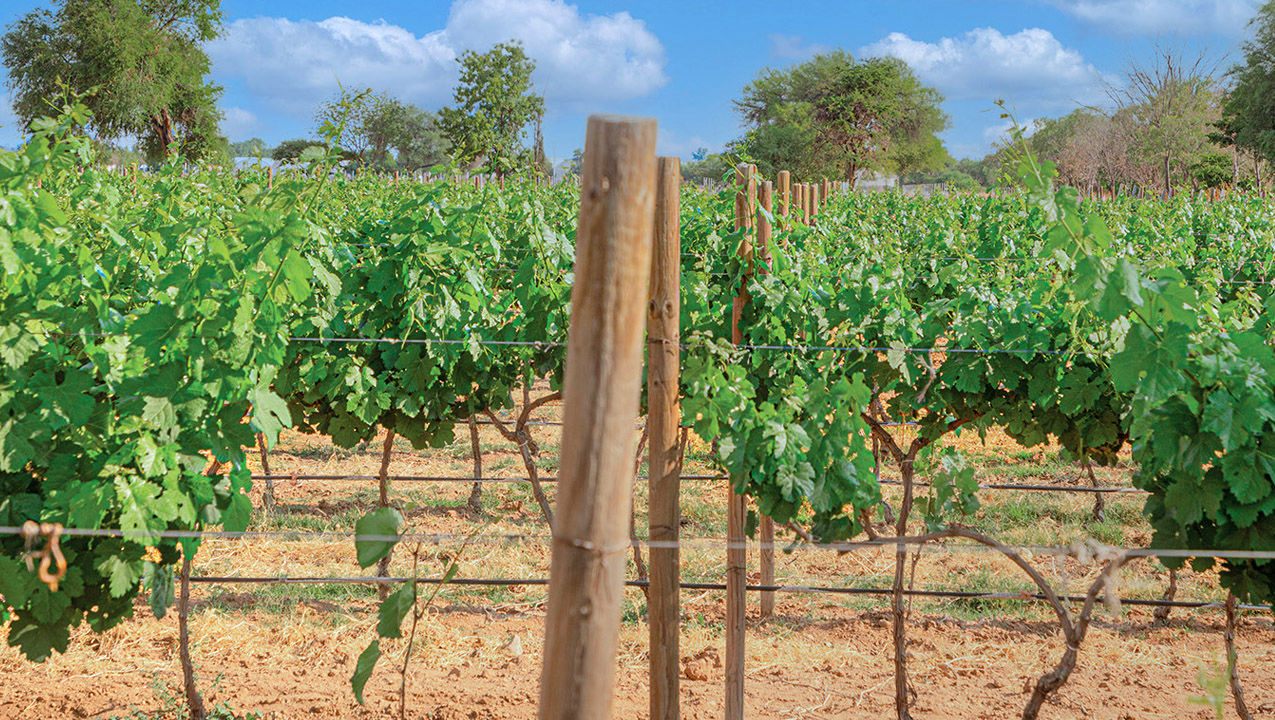 Vinicola Frague viñedo